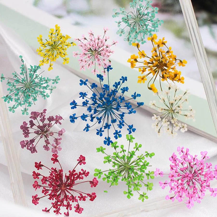 Dried Flower Bookmark - 60 adet Preslenmiş Kurutulmuş 20-25mm Ammi