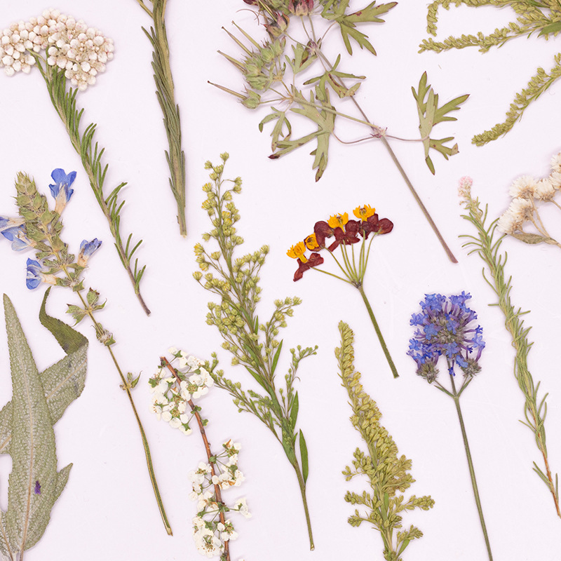 500 Adet Büyük Paket Fern Pres - Dried Flower Bookmark incelemesi ve fiyatı