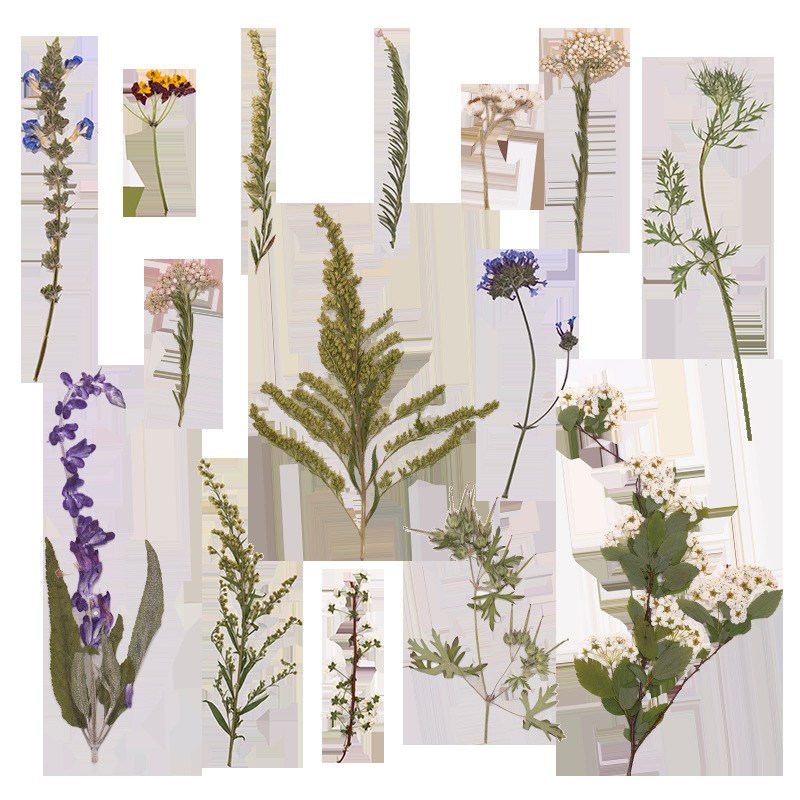 500 Adet Büyük Paket Fern Pres - Dried Flower Bookmark incelemesi ve fiyatı